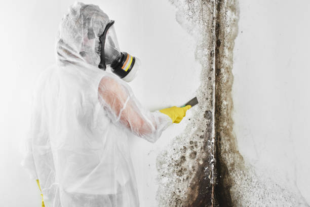 Best Mold Odor Removal Services  in Berthoud, CO